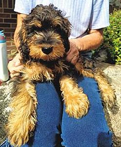 SCHNOODLE PUPPIES