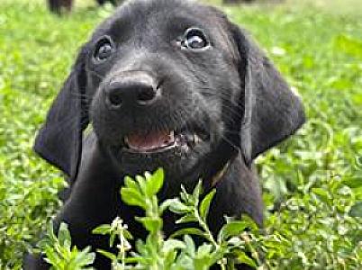 LAB PUPPIES IN SPOKANE VALLEY