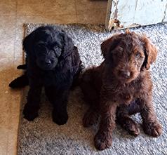LABRADOODLES
