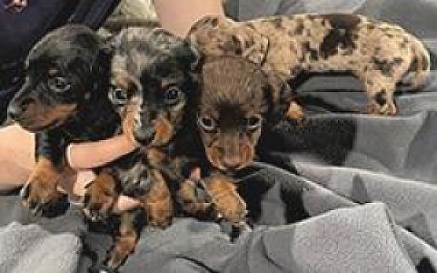 MINI DACHSHUND PUPPIES