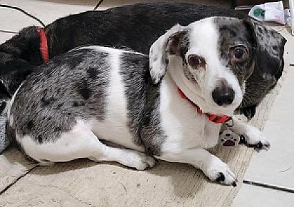 FEMALE DAPPLE DACHSHUND