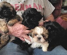 SHIH TZU PUPPIES