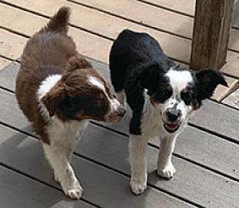 TWO MINIATURE AUSTRALIAN SHEPHERD FEMALES