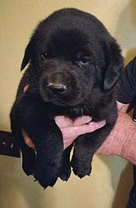 ROTTWEILER/ LAB PUPPIES