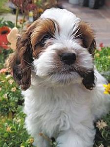 COCKAPOO PUPPIES