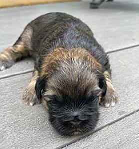 POODLE SHIH TZU MIX PUPPIES