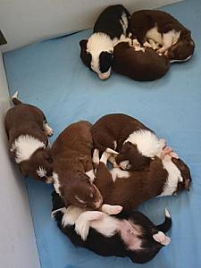 BORDER COLLIES