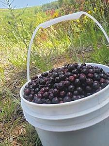 FRESH HUCKLEBERRIES