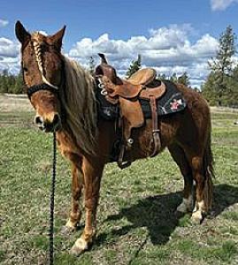 5 YEAR OLD STALLION