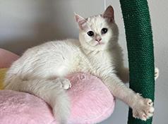 BRITISH CATS & KITTENS