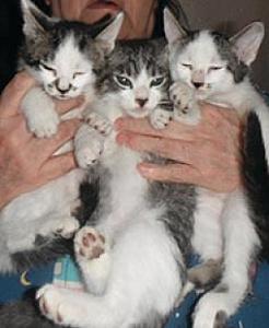 10 SWEET PLAYFUL ADORABLE KITTENS