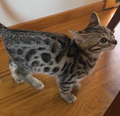 TICA BENGAL KITTENS