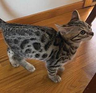 TICA BENGAL KITTENS