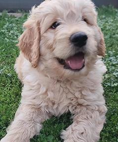 3 MALE F1B GOLDENDOODLES