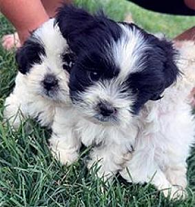 MALE SHIH TZU PUPPIES