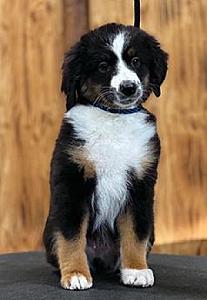 AKC MINI AMERICAN SHEPHERD