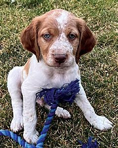 AKC REG. BRITTANY SPANIEL PUPPIES 
