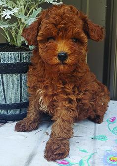 AKC TOY POODLE PUPPIES