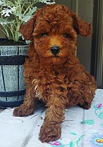 AKC TOY POODLE PUPPIES