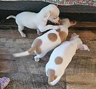 CHIHUAHUA PUPPIES