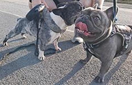 FRENCH BULLDOG MALE