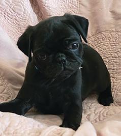 PUG PUPPIES