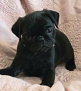 PUG PUPPIES