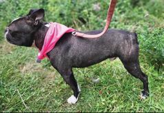 AKC BOSTON TERRIER MALE