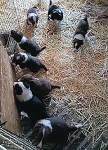 BORDER COLLIES ABCA REGISTERABLE