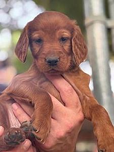 PUREBRED IRISH SETTER PUPPIES