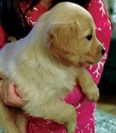 PUREBRED GOLDEN RETRIEVER PUPPIES