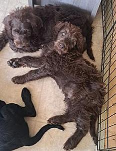 LABRADOODLES 