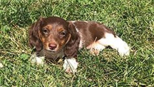 MINI DACHSHUND PUPPIES