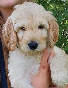 GOLDENDOODLE F1B PUPPIES