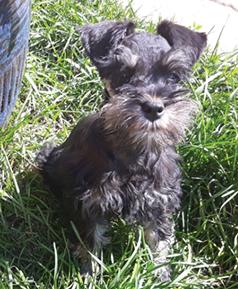 AKC REG. MINI SCHNAUZER MALE PUPPY