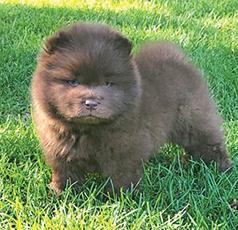 CHOW CHOW PUPPIES!