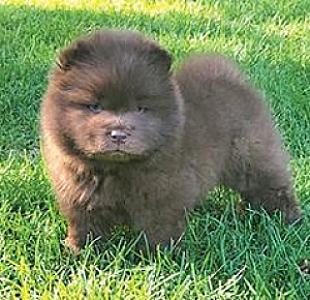 CHOW CHOW PUPPIES!