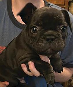 AKC FRENCH BULLDOGS