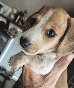 EIGHT MINIATURE DACHSHUND PUPPIES