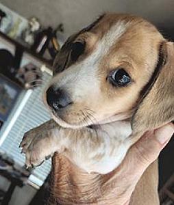 EIGHT MINIATURE DACHSHUND PUPPIES