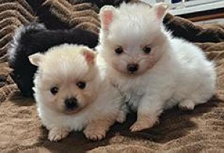 PUREBRED TOY POMERANIAN PUPPIES 