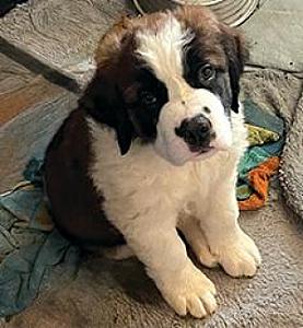 SAINT BERNARD PUPPIES