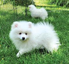 REG. AMERICAN ESKIMO PUPPIES