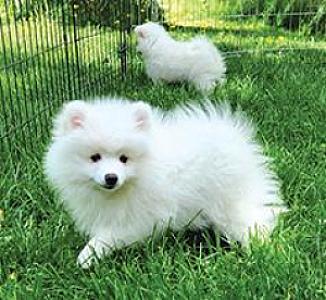 REG. AMERICAN ESKIMO PUPPIES