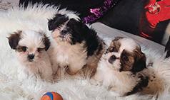 MALTE-TZU PUPPIES