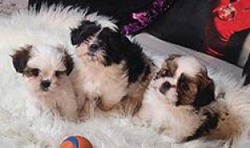 MALTE-TZU PUPPIES
