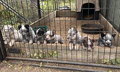 HEELERS