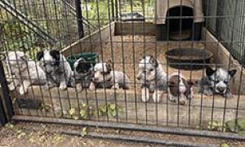 HEELERS