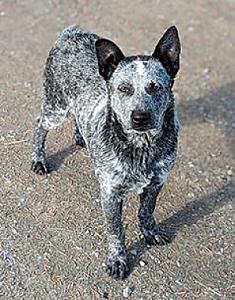 FEMALE BLUE HEELER
