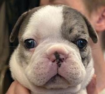 AKC FRENCH BULLDOGS